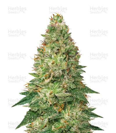 Mandarin Haze Auto — Ministry of Cannabis