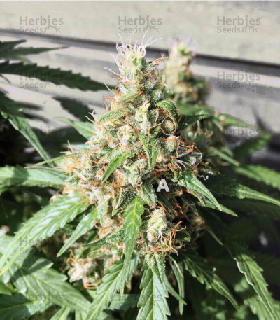 AK-47 Auto Seeds by 34 Street Seed Co. - GrowDiaries
