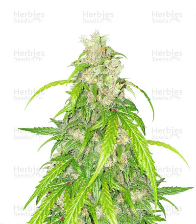 Apricot Auto — Fast Buds