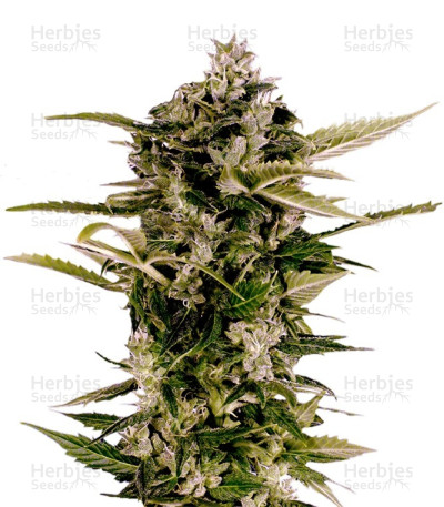 Auto-Bomb — Green House Seeds