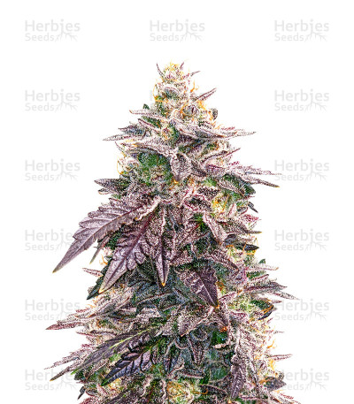 Candy Kush — Herbies Seeds
