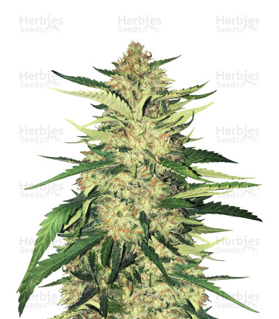 Critical Orange Punch — Dutch Passion