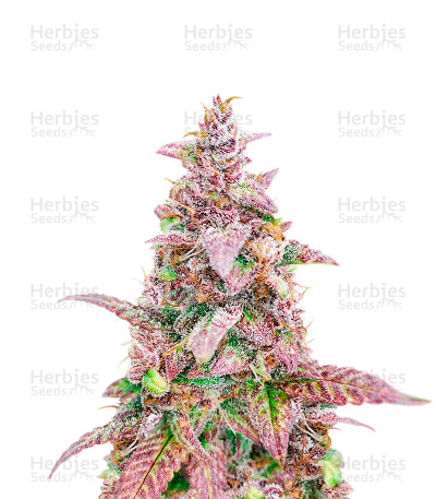 Mazar x Blueberry — Herbies Seeds