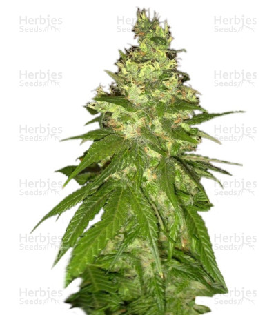 Mekong High — Dutch Passion