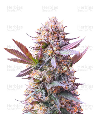 Purple Lemonade Fast Flowering — Fast Buds
