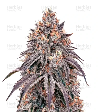 Lemon Orange — Green House Seeds