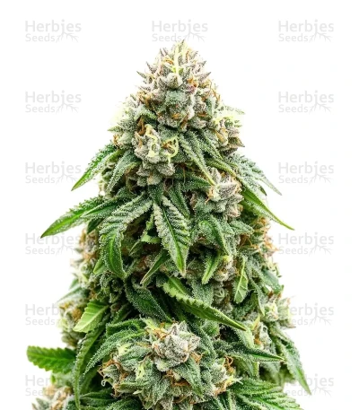 Velvet Moon — Green House Seeds