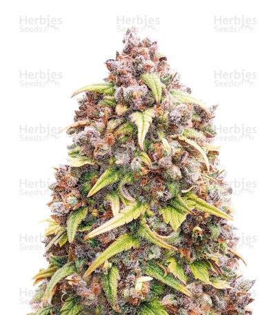Blueberry Autoflower — Herbies Seeds
