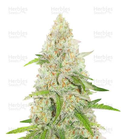 Special Queen #1 — Royal Queen Seeds