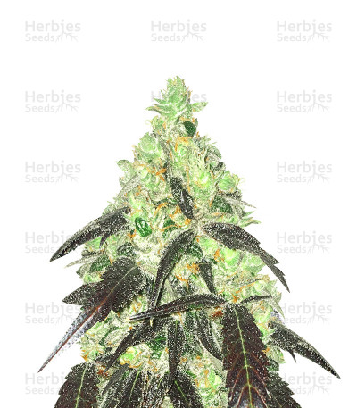 Bubba Island Kush — Dutch Passion