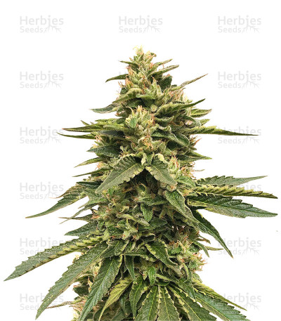 Amnesia OG — Karma Genetics