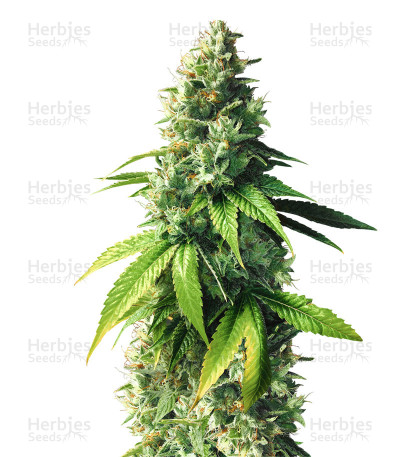 Fuel OG — Ripper Seeds