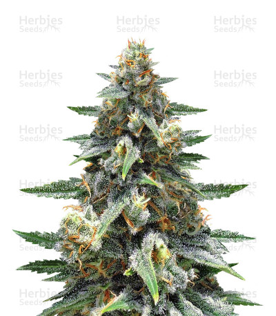 Stinkin' Bishop — Original Sensible Seeds