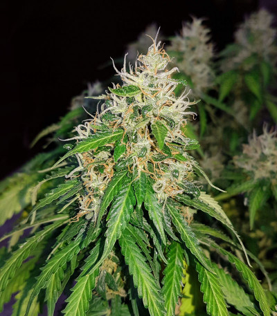 Buy Auto Critical Orange Punch feminized seeds by Dutch Passion - Herbies