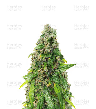 Marula Fruit — Royal Queen Seeds