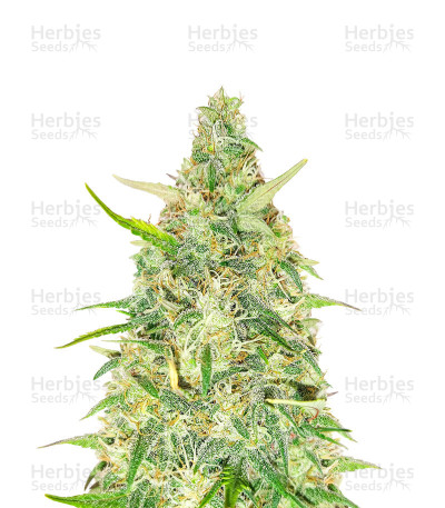 Red Strawberry Banana Auto — Sweet Seeds