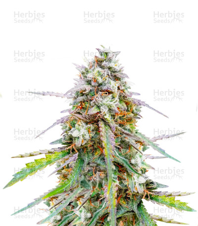 Skywalker OG Auto — Barney's Farm