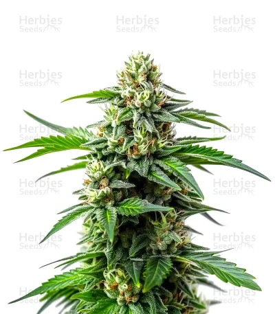 Bubblegum Sherbet — World Wide Cultivars