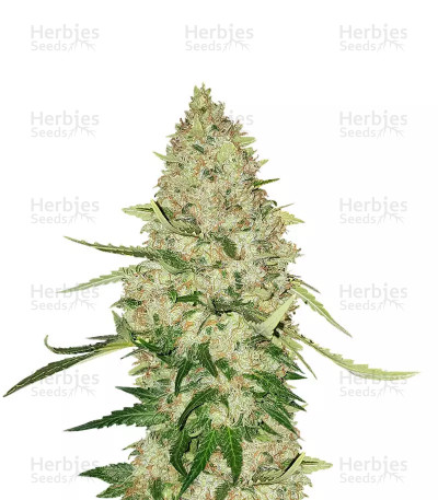 Lemon Citron — Humboldt Seeds Organization