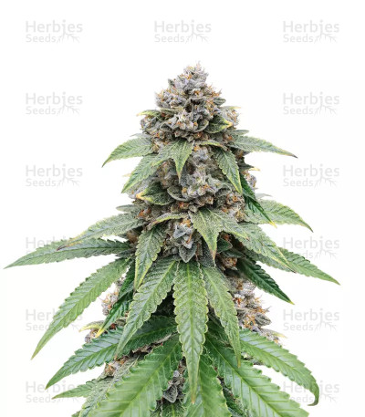 Triple G — Royal Queen Seeds