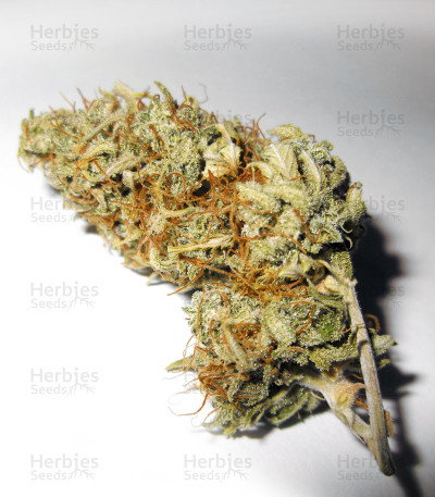 AK-48-Auto-shishki.