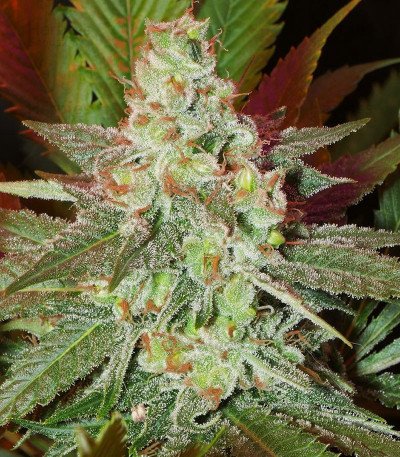 Amnesia Haze Regular: seeds for sale, strain information and customer ...