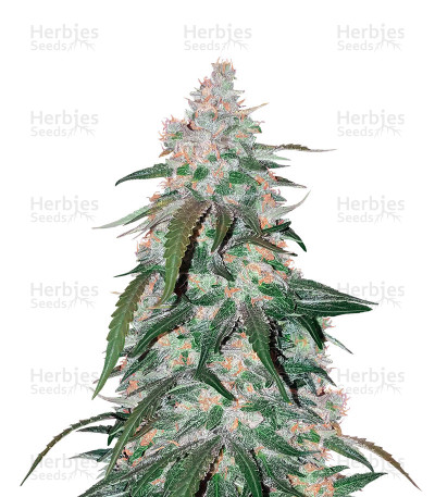 Auto Black JH — Original Sensible Seeds