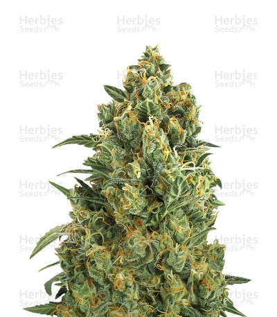 Auto Pineapple Gum — Blackskull Seeds
