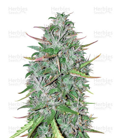 Critical 47 — Positronics Seeds