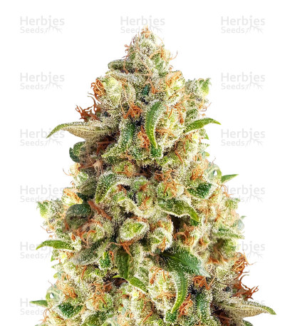 New York Diesel Auto