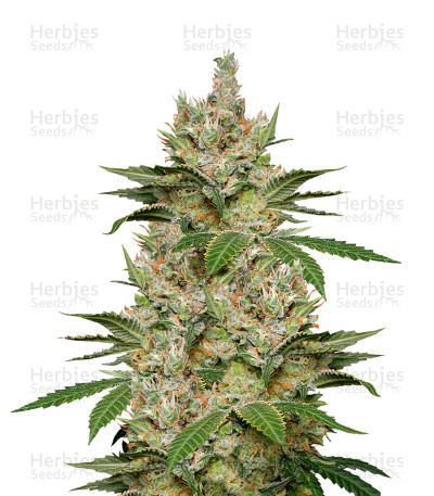 Sweet Black Angel feminized seeds by Samsara — Samsara Seeds
