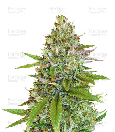 Sweet Pure Auto CBD