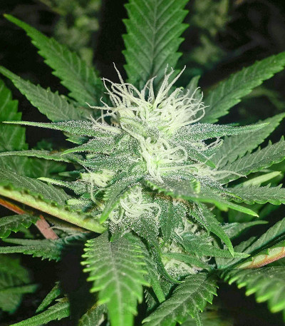 Kush Fromage — Medicann Seeds