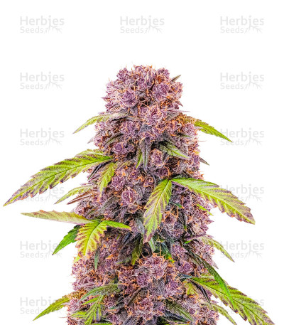 Lemon Cherry Cookies Auto — Fast Buds
