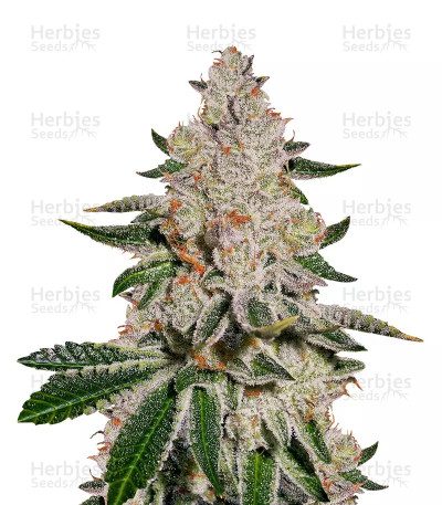 Double Stuffed Sorbet — DNA Genetics