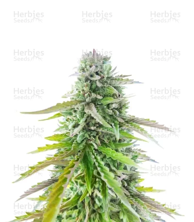 Florida Sunrise Autoflower — Seedkeepers