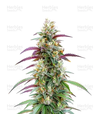 Gator Breath — World Wide Cultivars