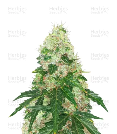 Super Sangria Skunk Autoflower — Seedkeepers