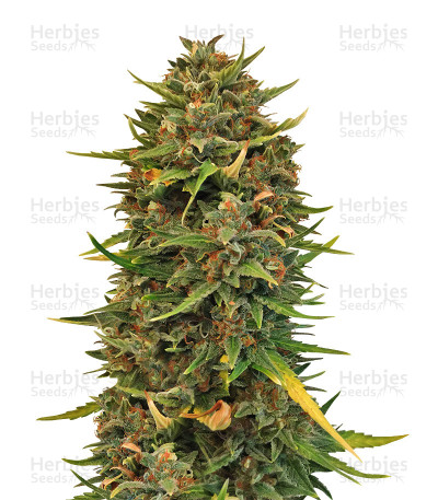 Northern Cheese Haze Auto