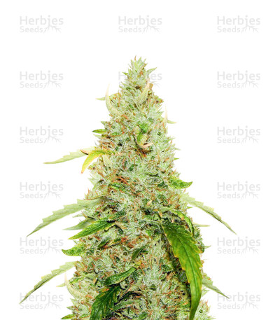 PH CBD
