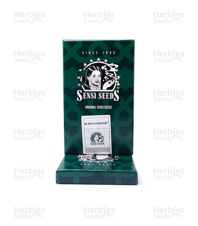 Mr Nice G13 X Hash Plant regular seeds for sale - Herbies Seeds