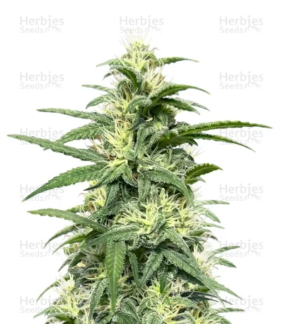 Alaska Thunderfuck — Growers Choice