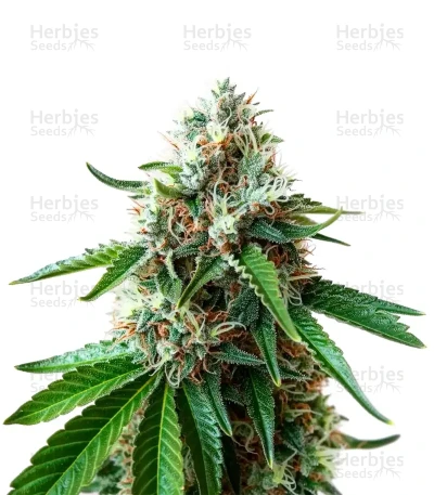Rainbow Candy — Growers Choice