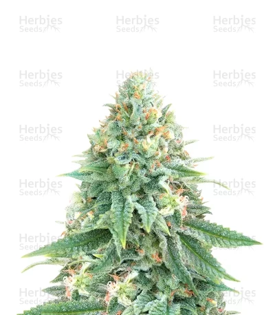 Strawberry Sangria Banana Autoflower — Seedkeepers