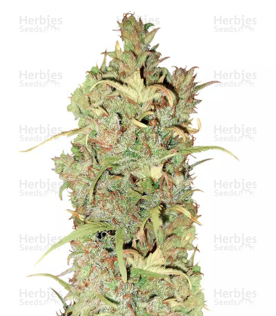 White Widow