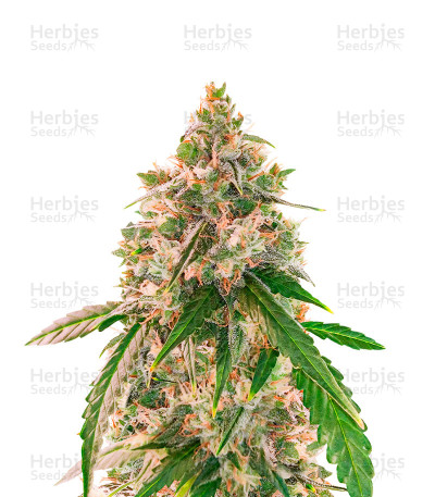 Wedding Cake Autoflower — EGS