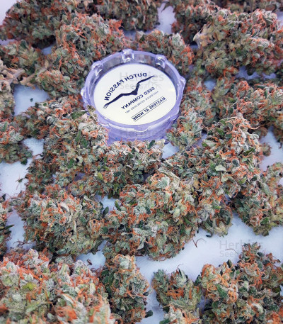 Auto Lemon Kix (Auto Lemon Z) Seeds - Cannabis Strain Seeds