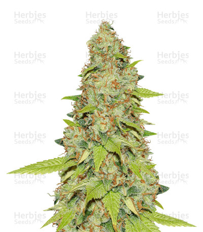 Auto Super Skunk — Original Sensible Seeds