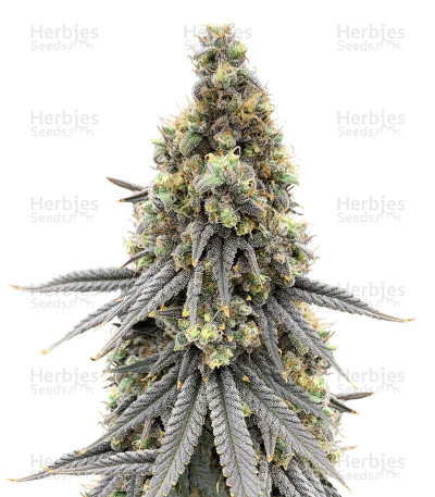 Blueberry Bud