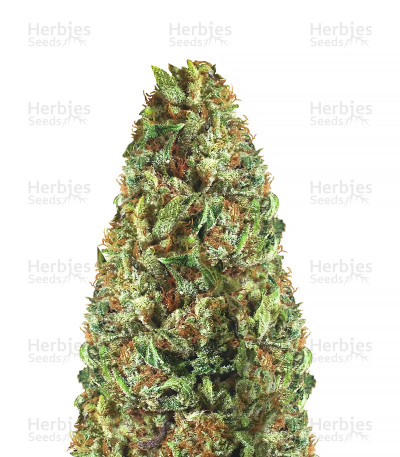 Passion Fruit Punch — Humboldt Seeds Organization